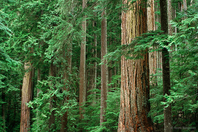 Old Growth forest, Mount Baker Wilderness